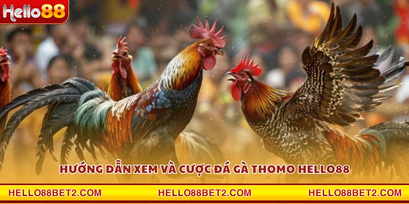 Hướng dẫn xem và cược đá gà Thomo Hello88