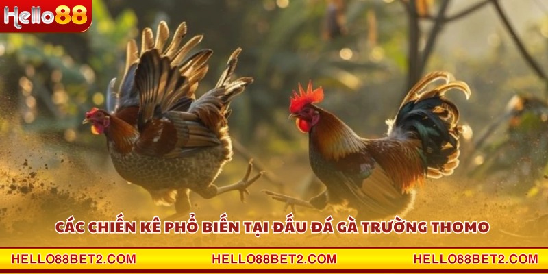 Các chiến kê phổ biến tại đấu đá gà trường Thomo 