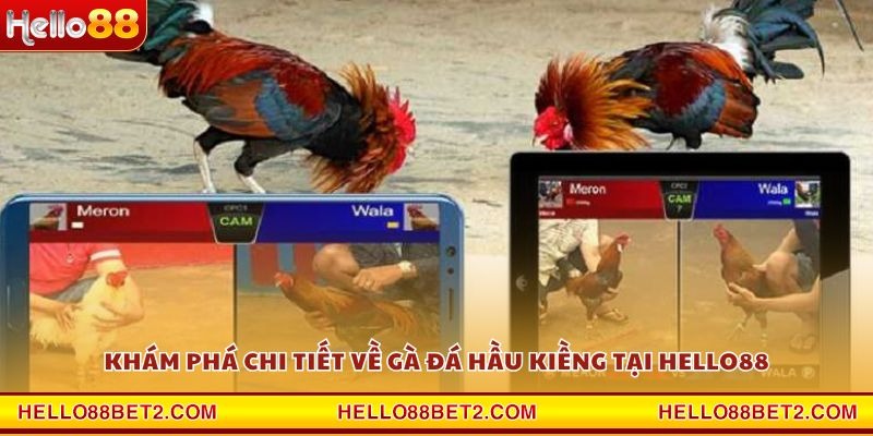 Khám phá chi tiết về gà đá hầu kiềng tại Hello88